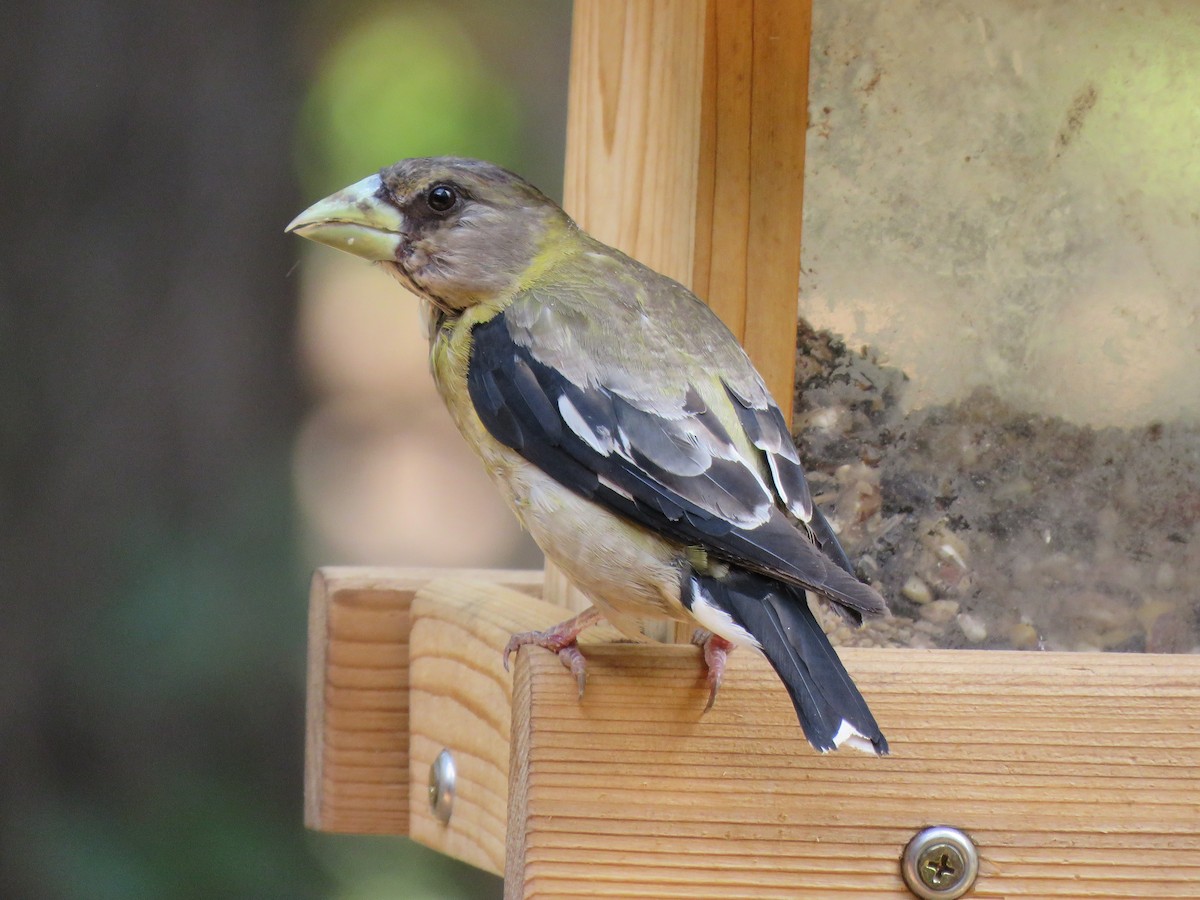 dlask žlutočelý - ML606512361