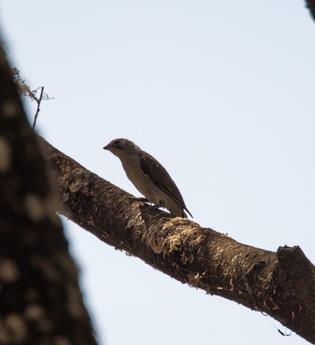 Greater Honeyguide - ML606513121