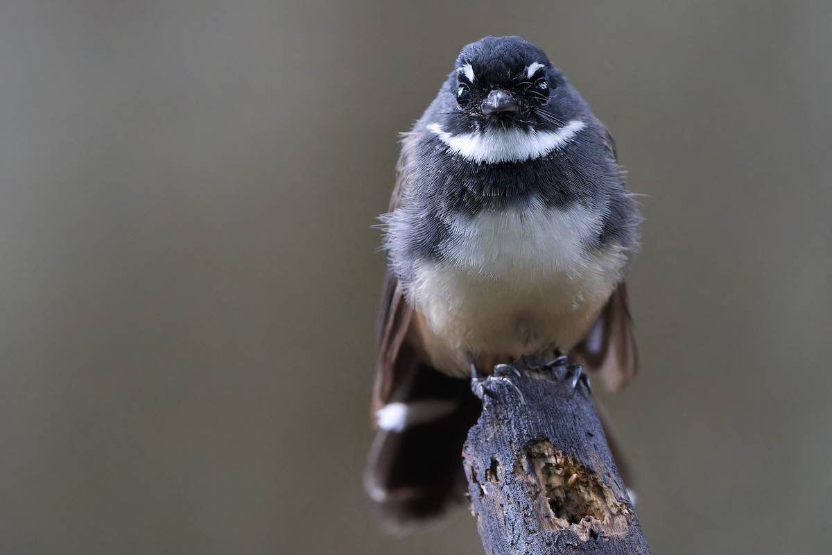 Malaysian Pied-Fantail - Sam Hambly