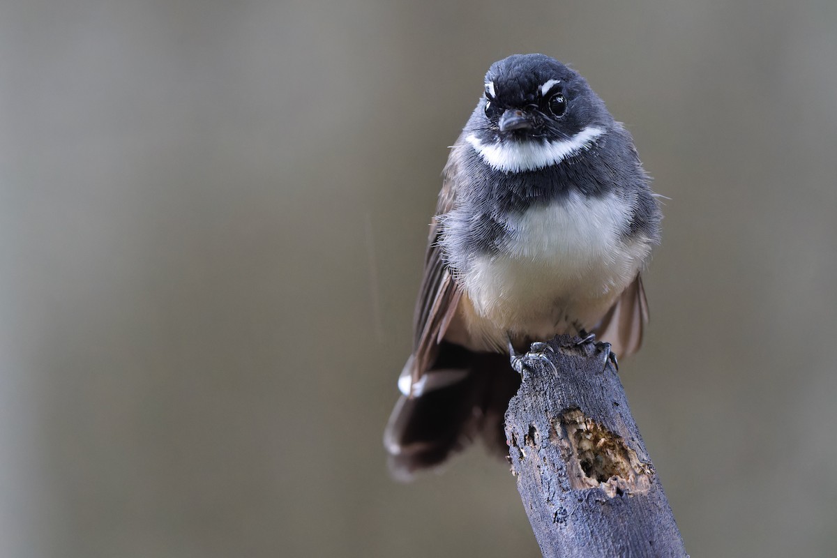 Malaysian Pied-Fantail - ML606514221