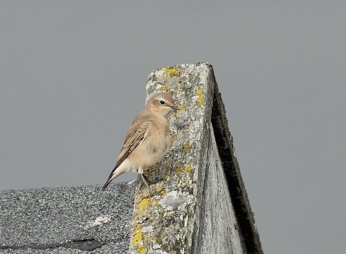 Адууч чогчиго - ML606515931