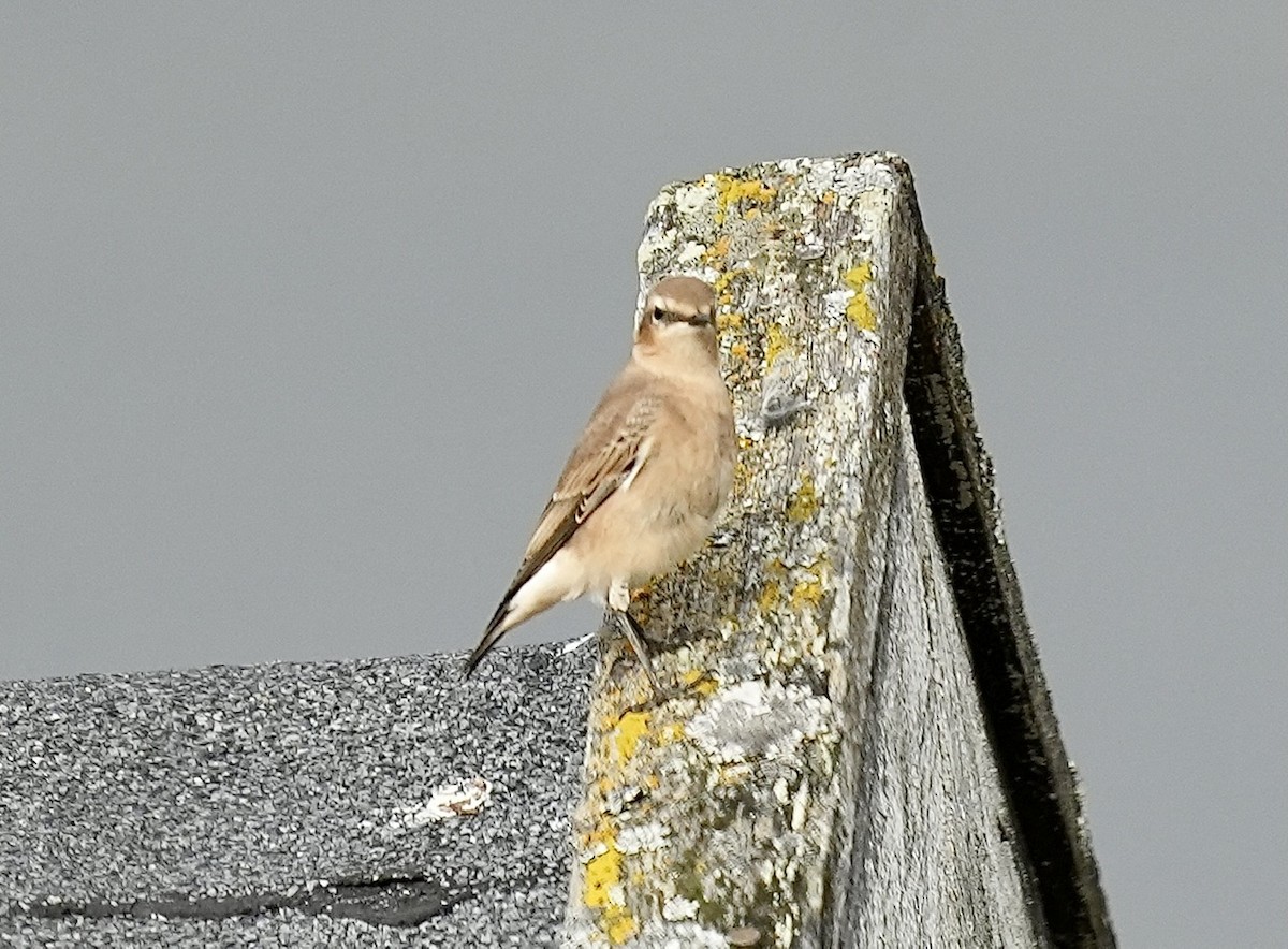 Адууч чогчиго - ML606515941