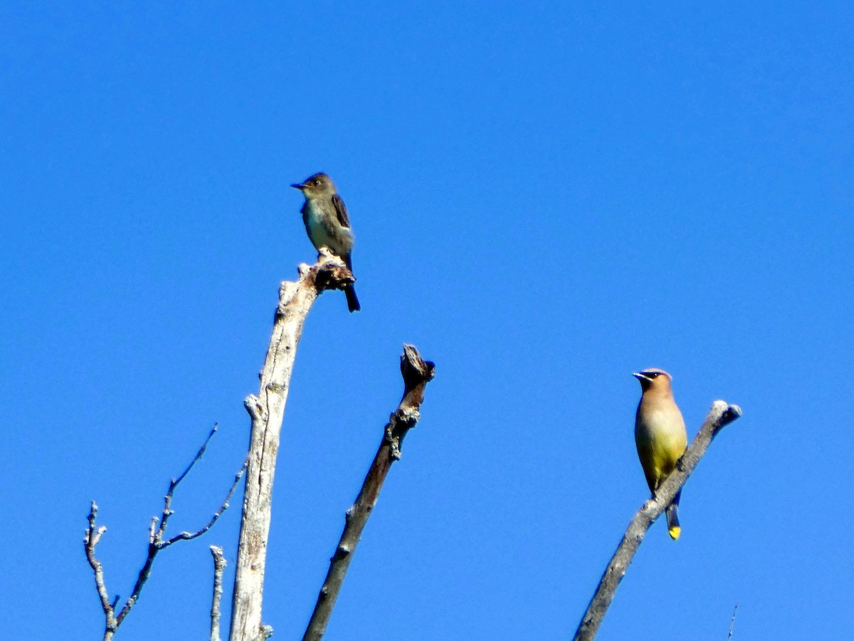 Eastern Wood-Pewee - ML606515961