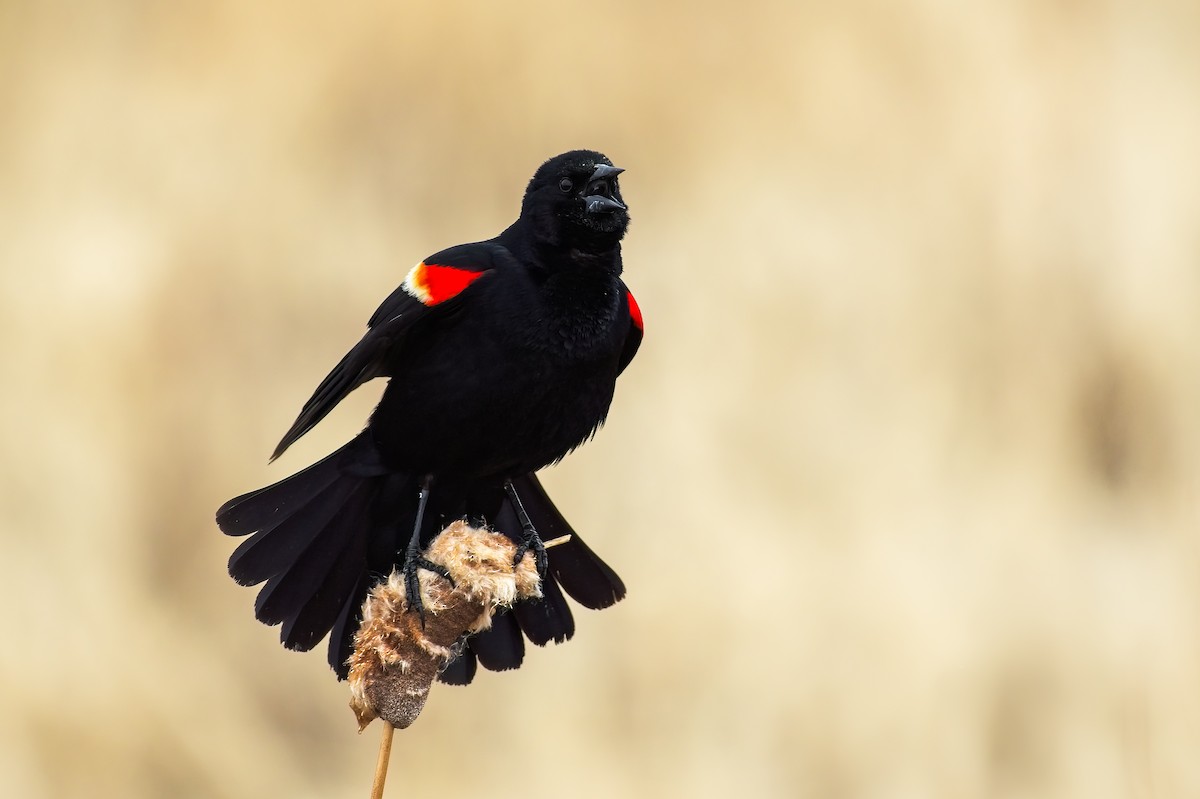 Red-winged Blackbird - ML606516741