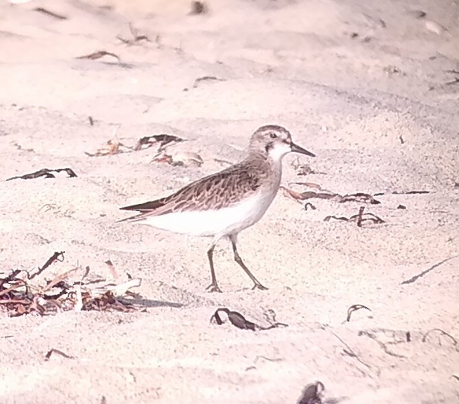 Semipalmated Sandpiper - ML606517231