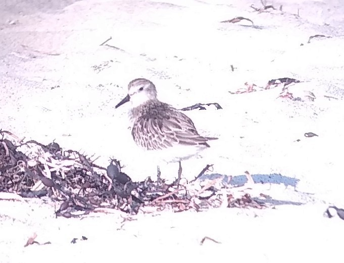 Semipalmated Sandpiper - ML606517261