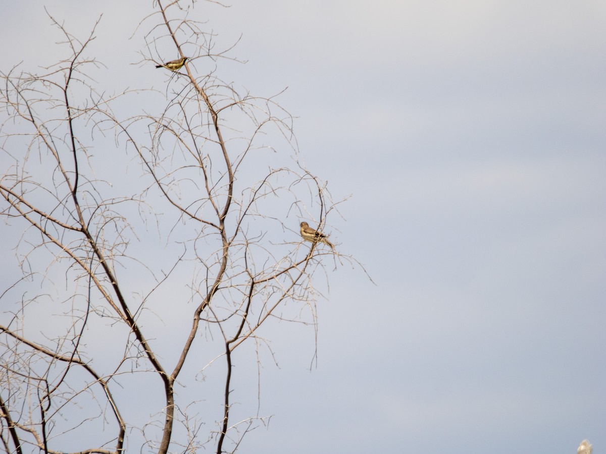 Bronze Sunbird - ML606518791