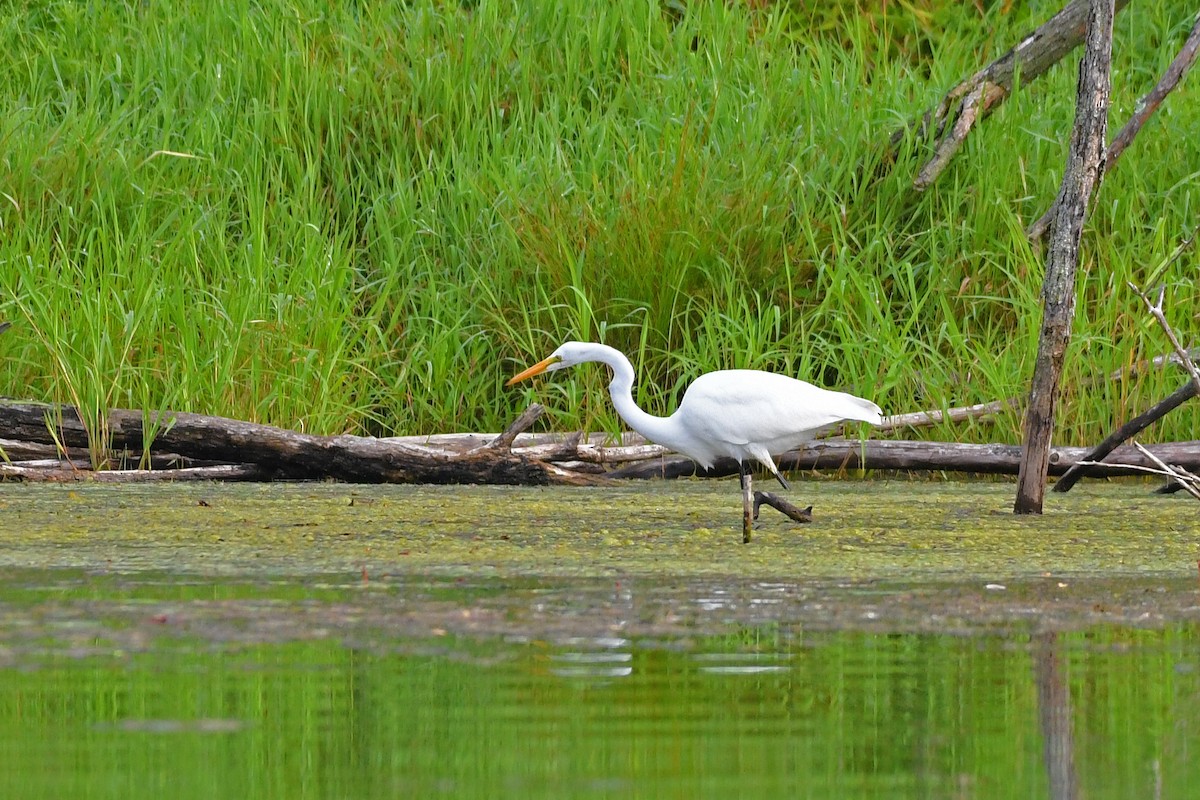 Great Egret - ML606519241