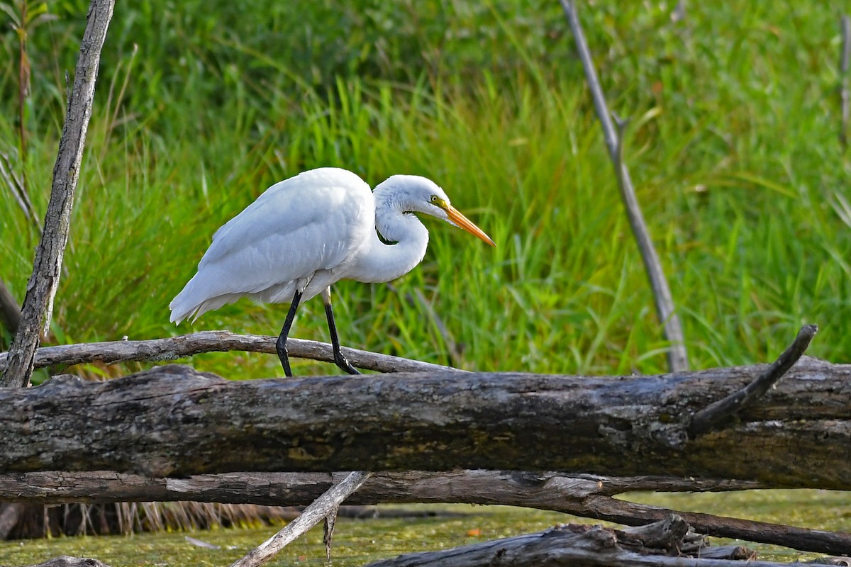 Great Egret - ML606519261