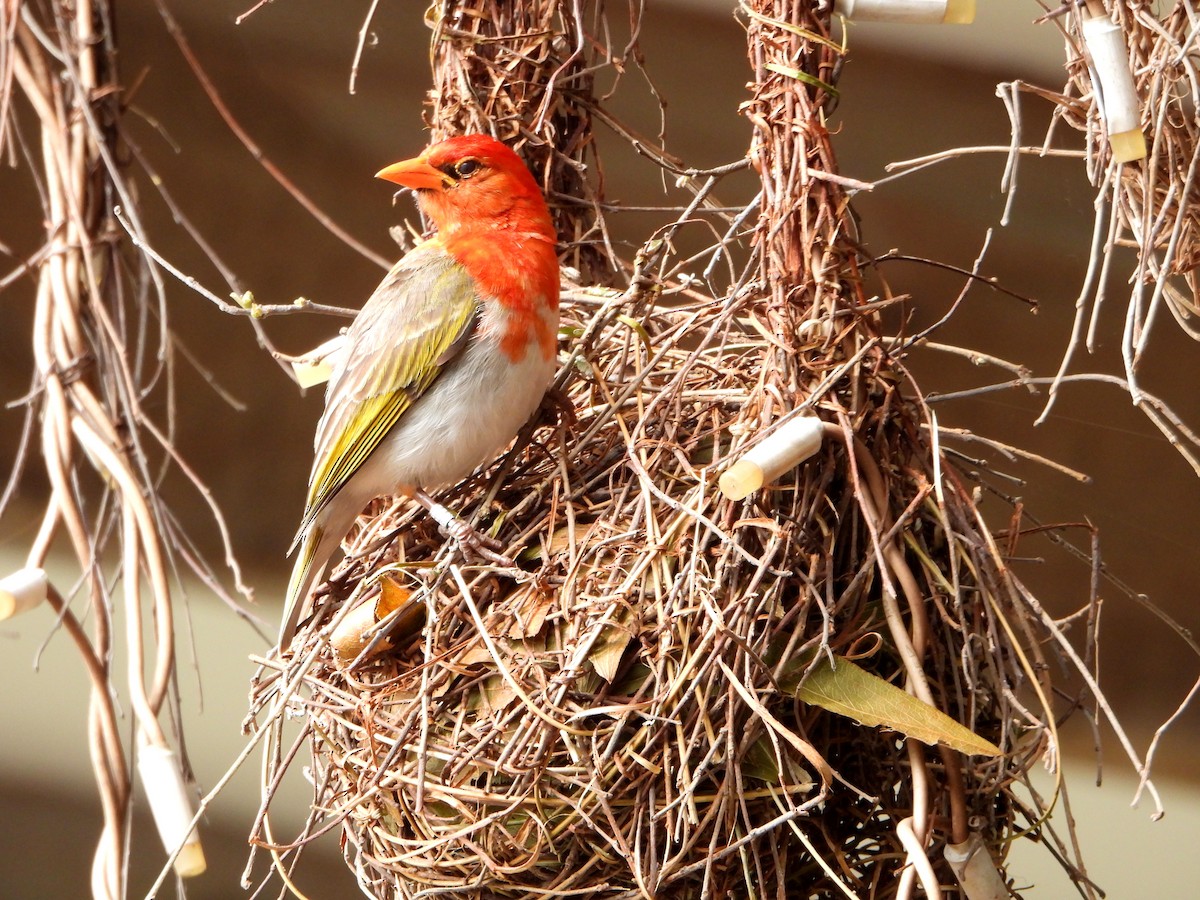 Red-headed Weaver (Southern) - bob butler