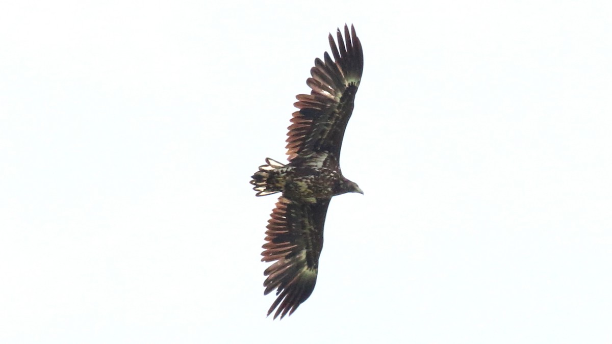 White-tailed Eagle - ML606519571