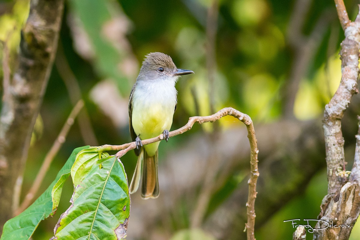 Grenada Flycatcher - ML60652011