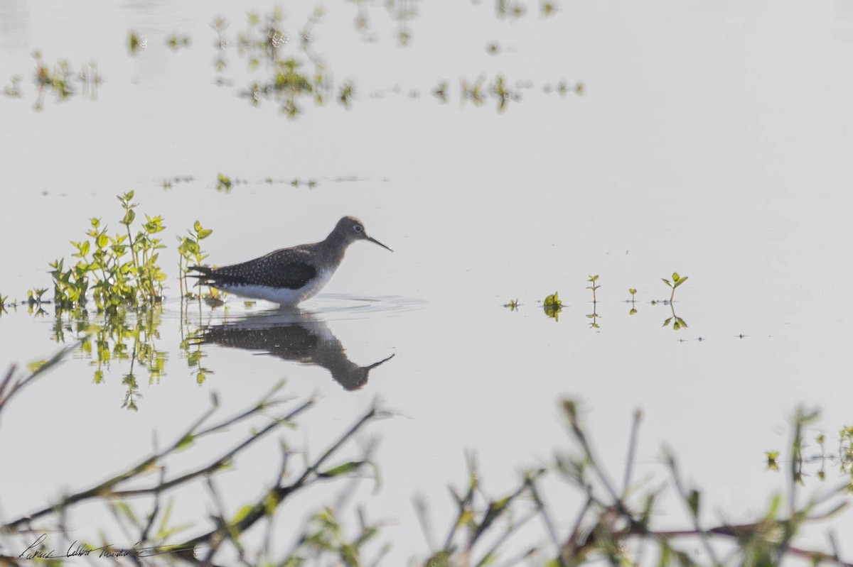 Solitary Sandpiper - ML606520331