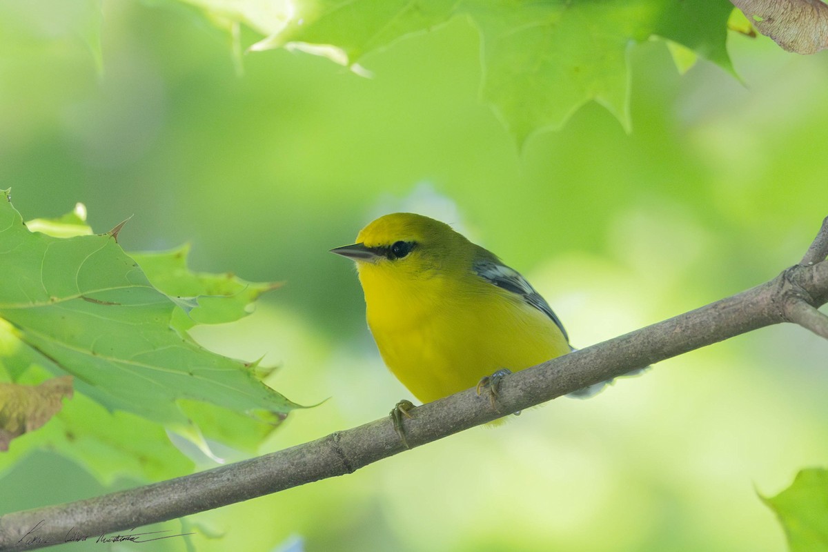 Blue-winged Warbler - Patrick Colbert Muetterties