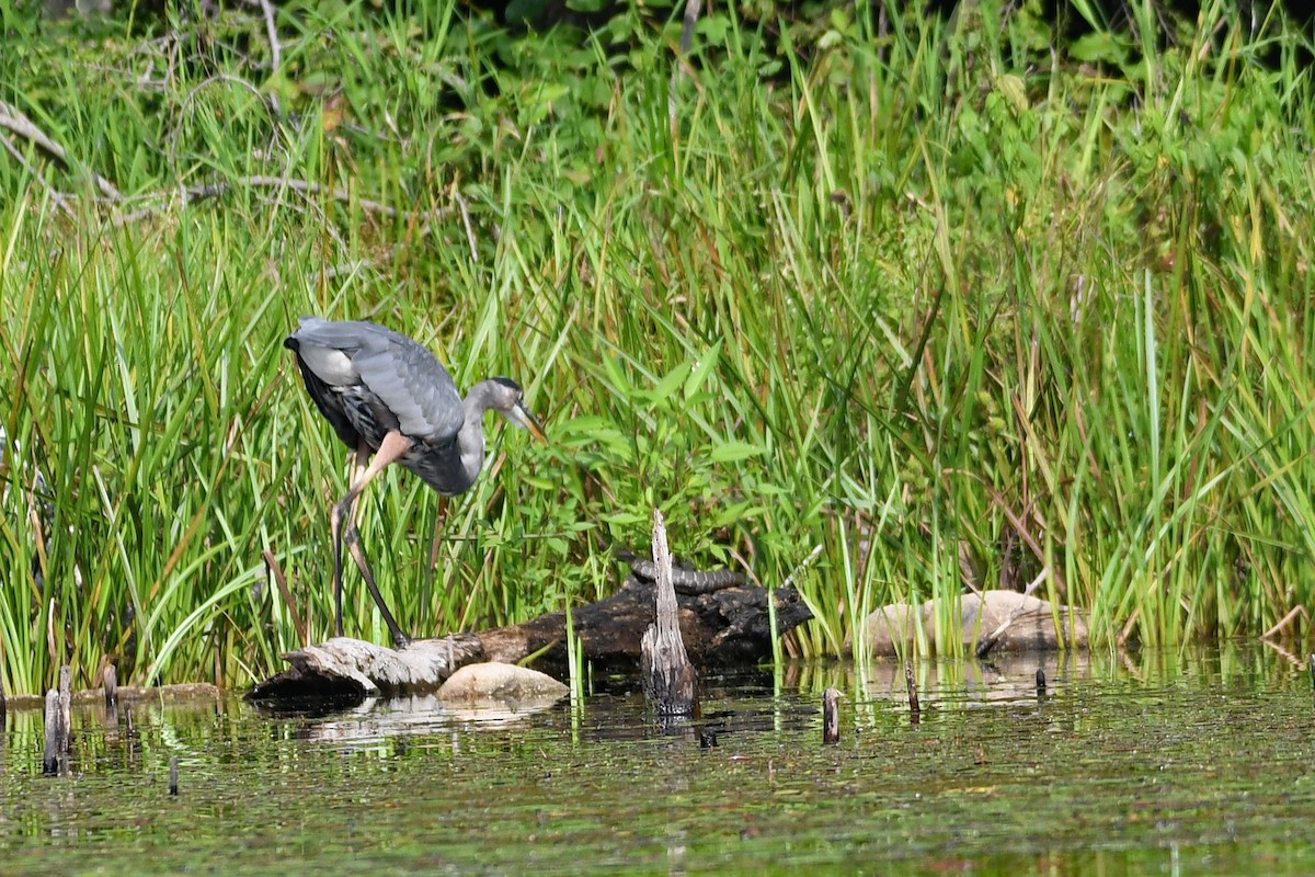 Great Blue Heron - ML606520391