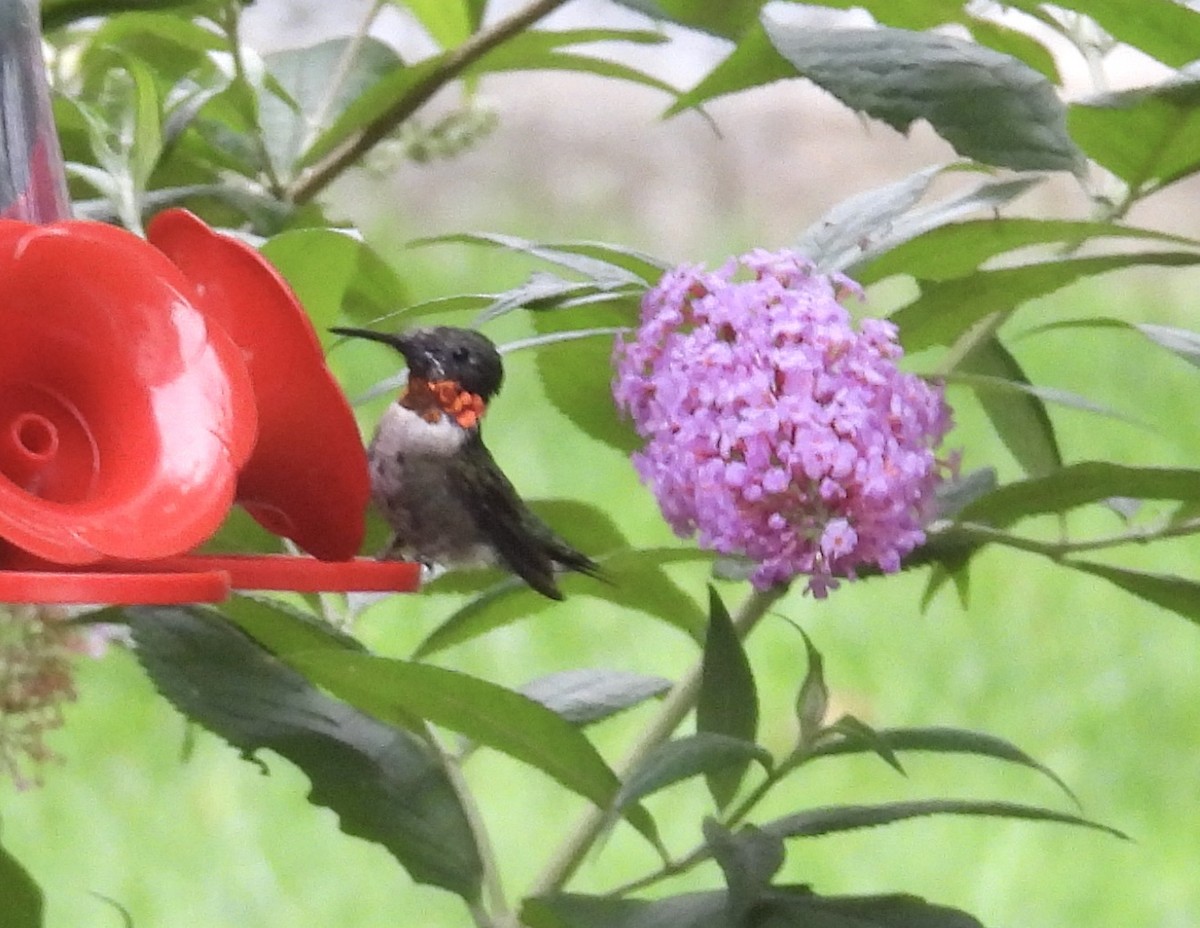 Ruby-throated Hummingbird - ML606521981