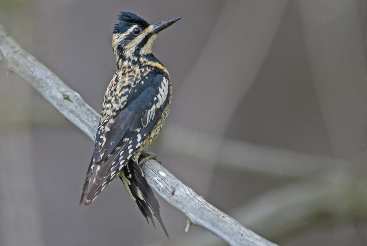 Yellow-bellied Sapsucker - ML606522591