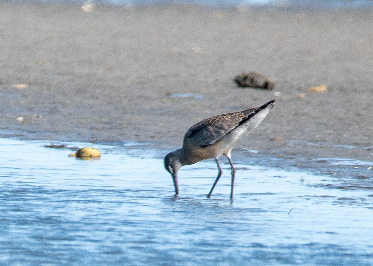 Hudsonian Godwit - Dennis Elder