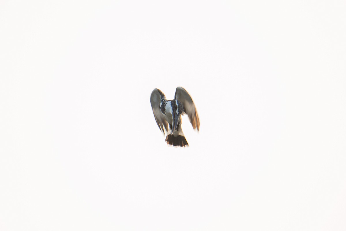 Pied Kingfisher - ML606523131