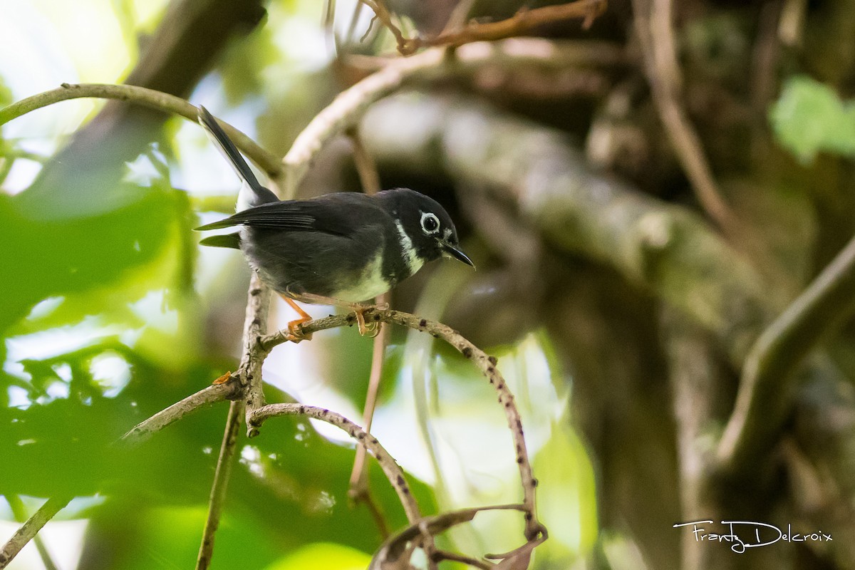 Whistling Warbler - Frantz Delcroix (Duzont)