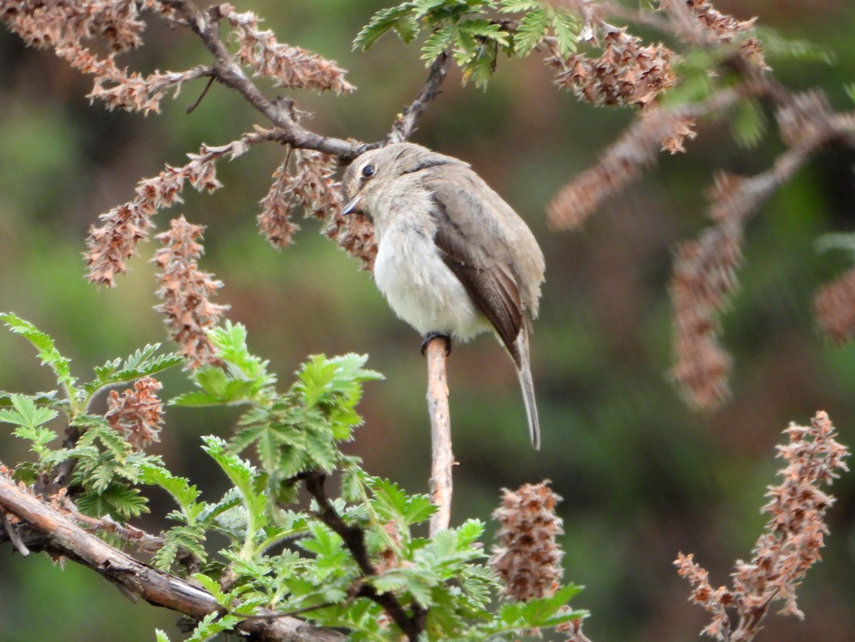 African Dusky Flycatcher - ML606523571