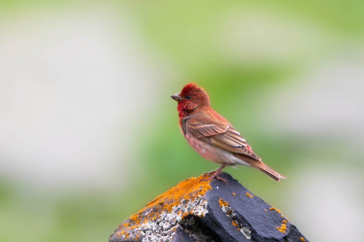 Common Rosefinch - ML606523771