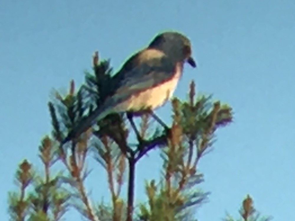Florida Scrub-Jay - ML60652591