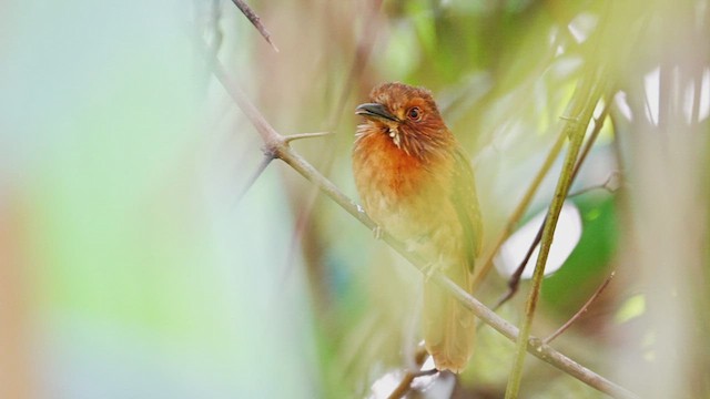 White-whiskered Puffbird - ML606526851