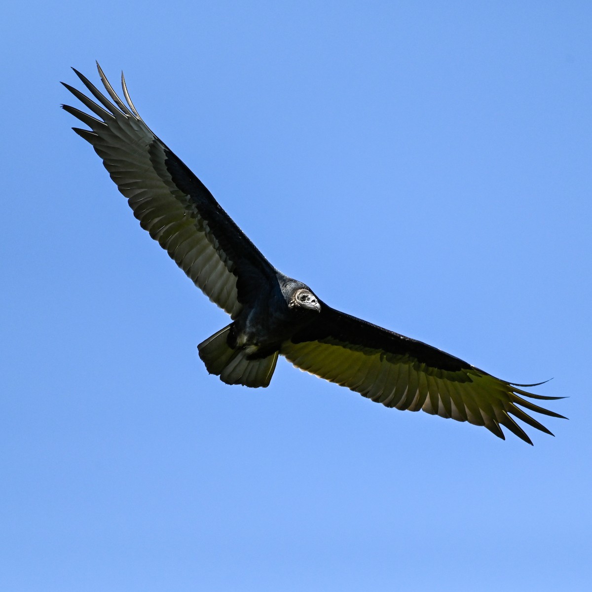 Turkey Vulture - ML606527651