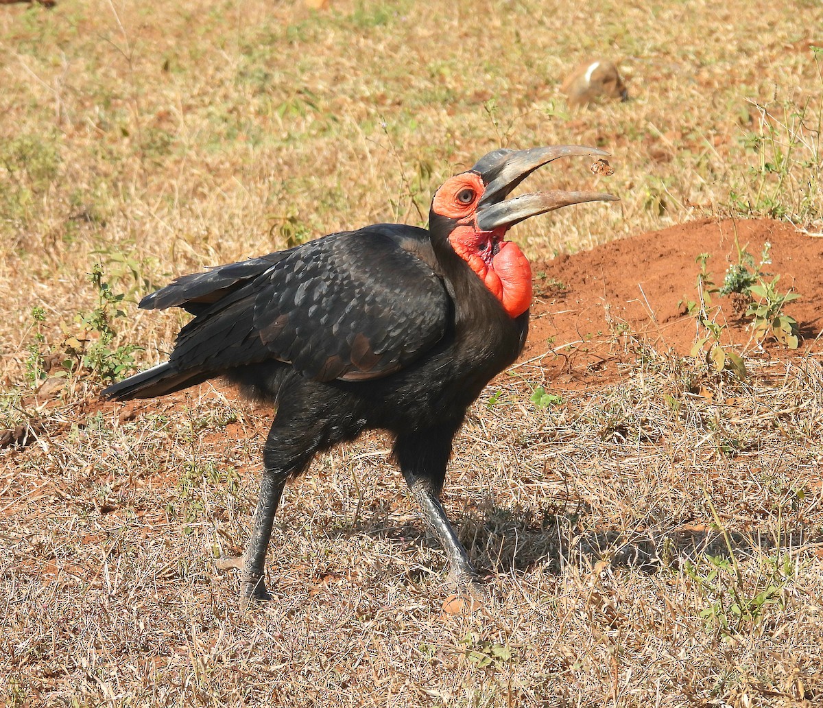 Southern Ground-Hornbill - ML606528041