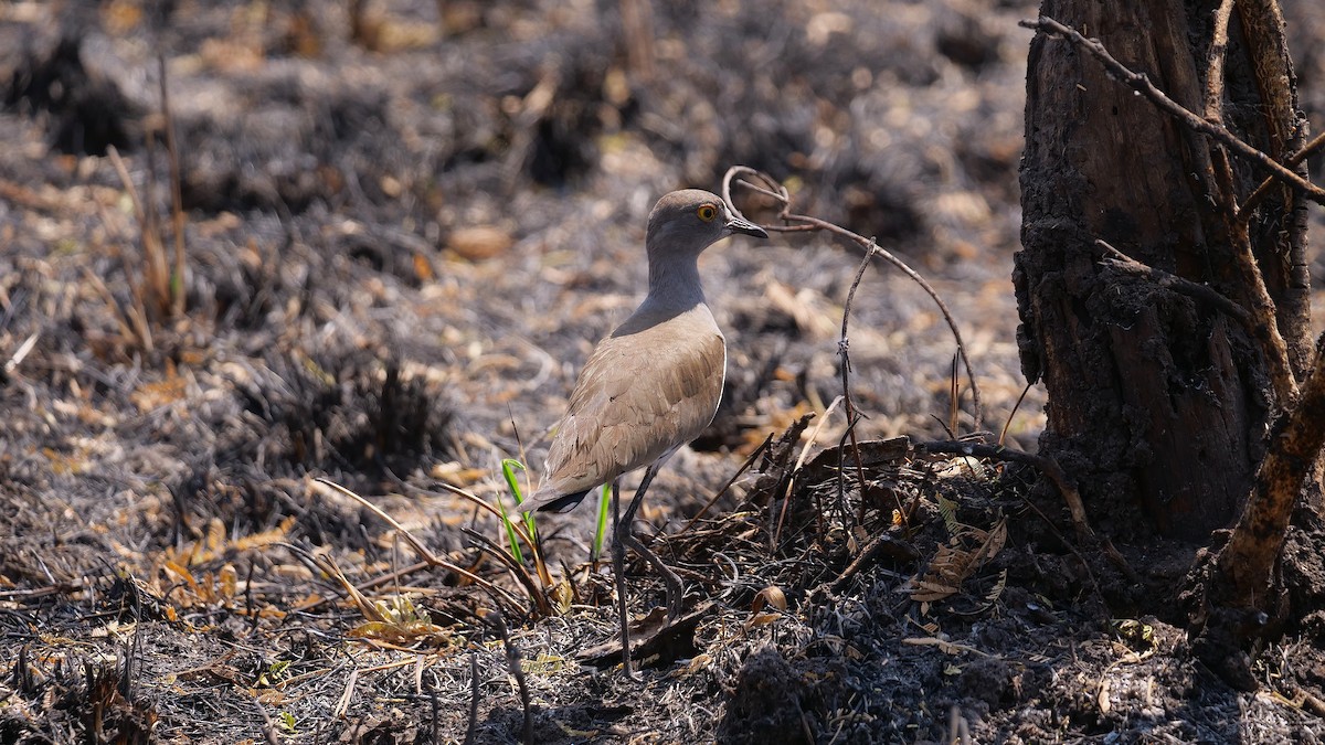 Senegal Lapwing - Tim Boucher