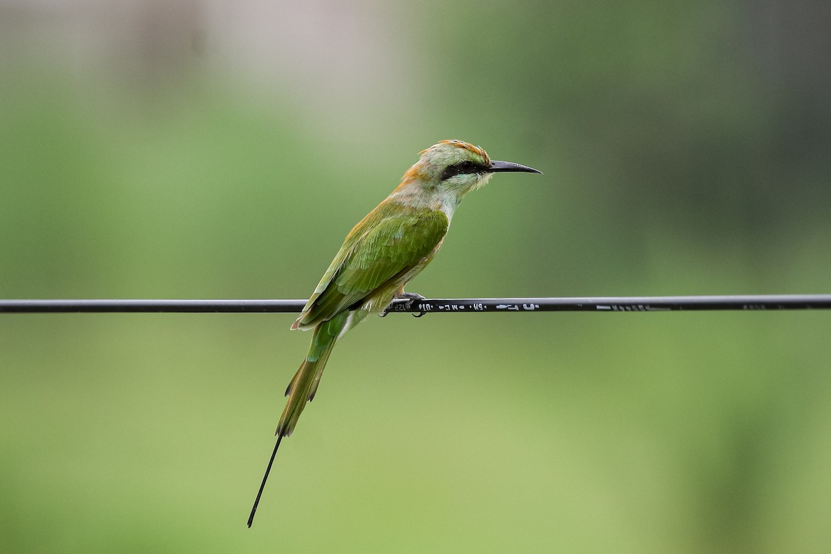 Asian Green Bee-eater - Arijit Mukhopadhyay