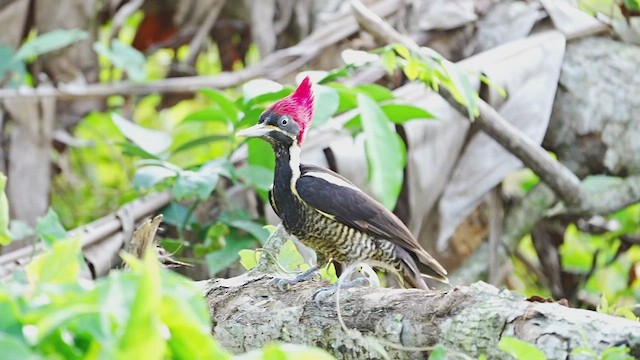 Lineated Woodpecker - ML606529281