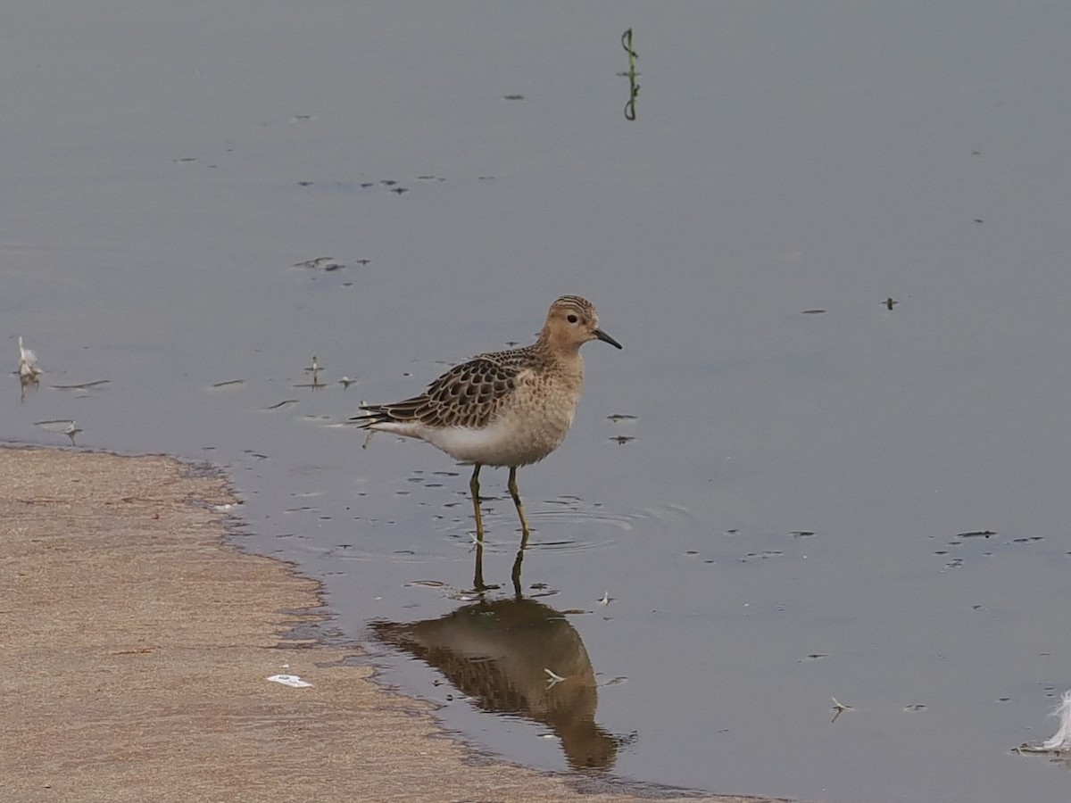 Buff-breasted Sandpiper - ML606529701