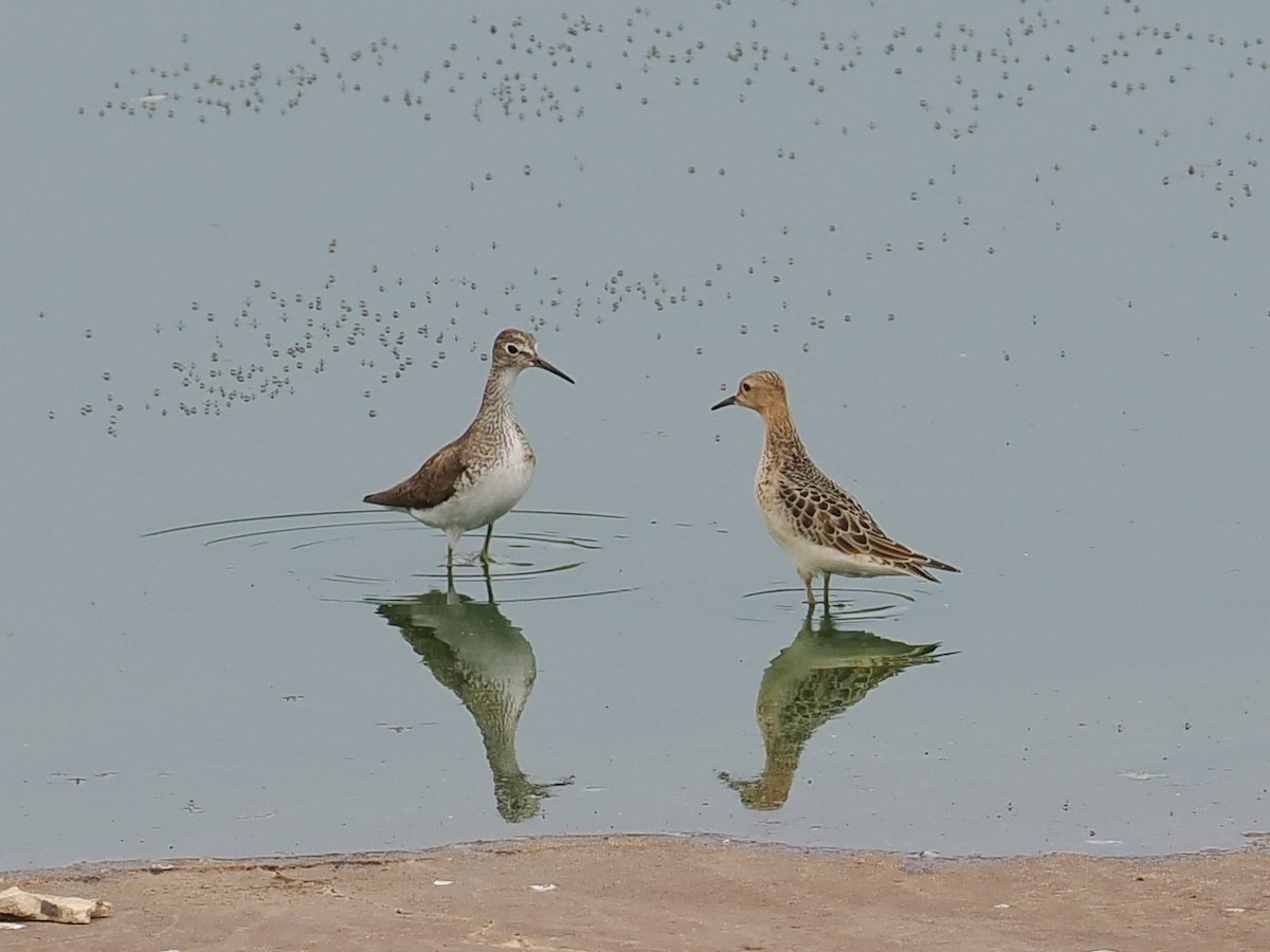 Solitary Sandpiper - ML606529791