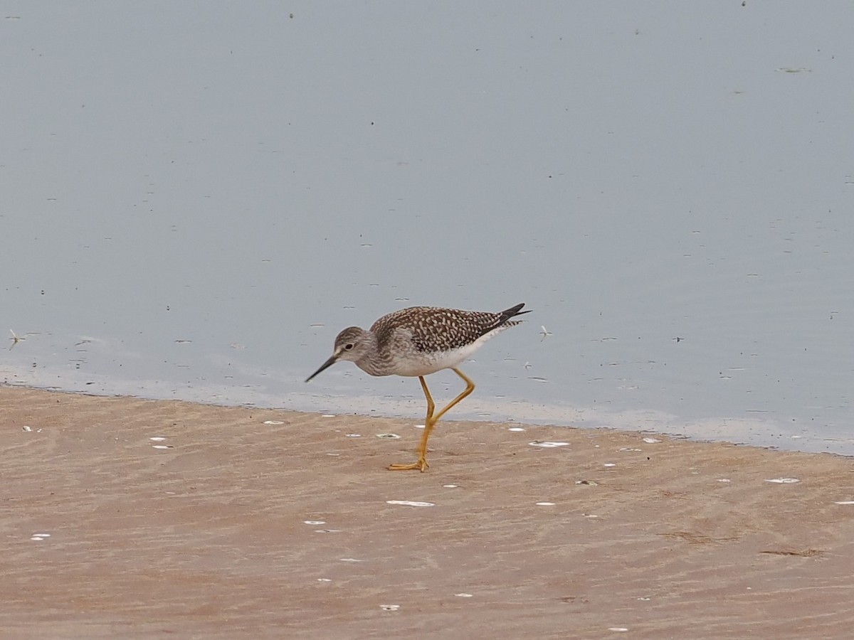 Lesser Yellowlegs - ML606529821