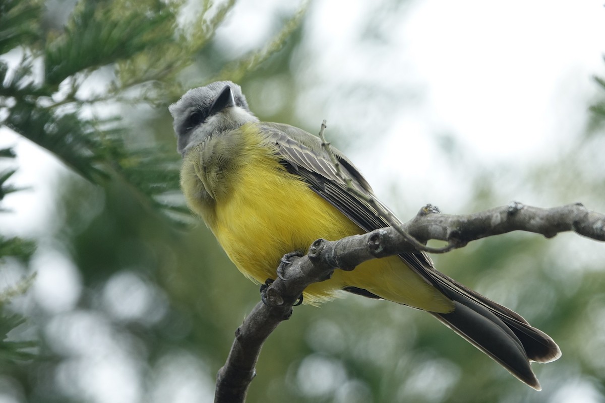 Tropical Kingbird - ML606530221