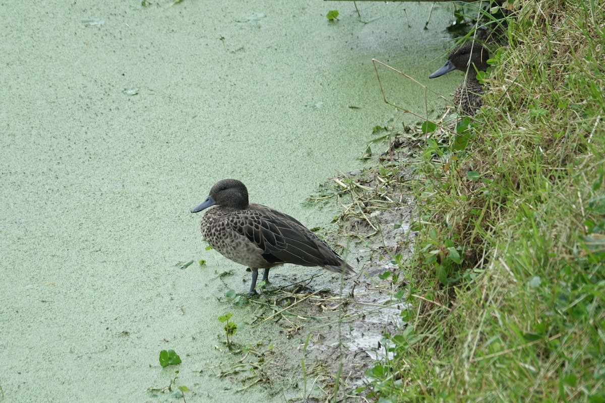 Andean Teal - ML606530241