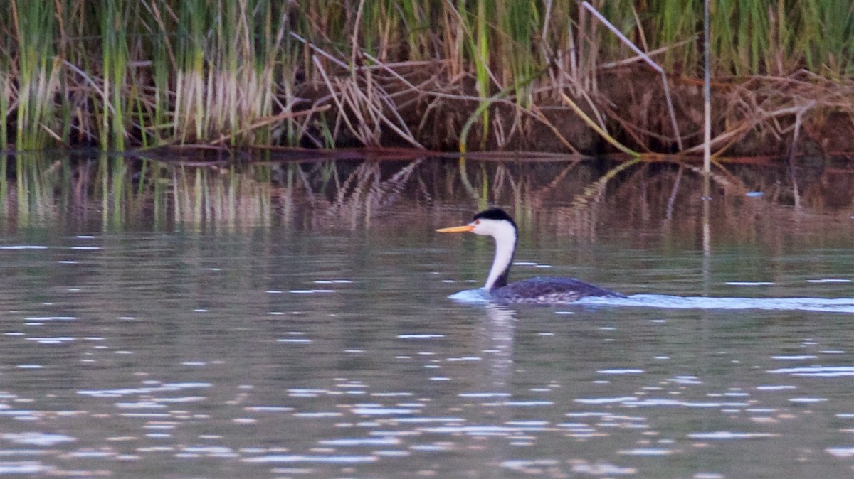 Clark's Grebe - ML606530261