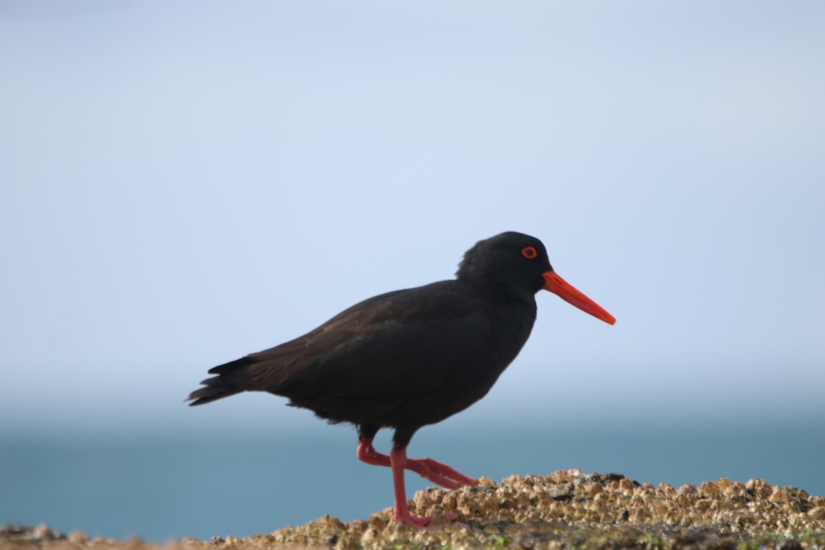 Sooty Oystercatcher - ML606530451