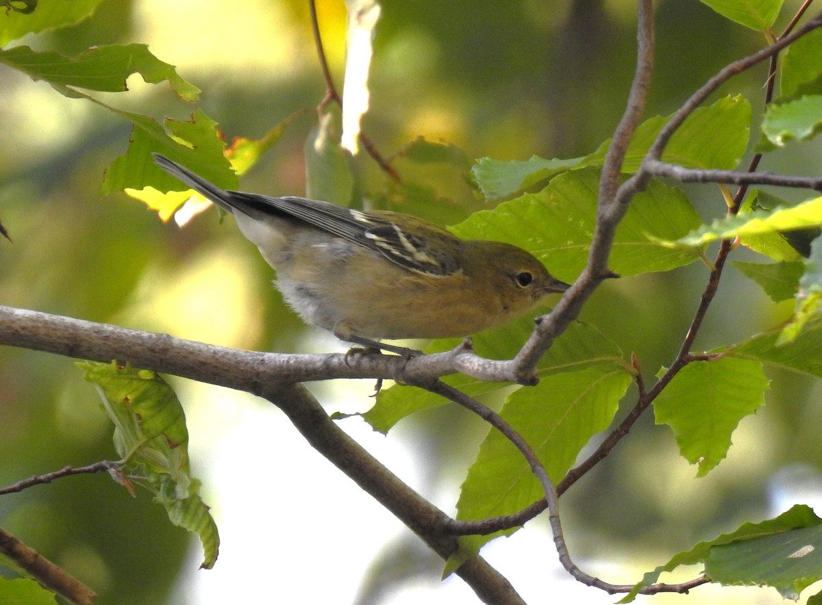 Bay-breasted Warbler - ML606530611