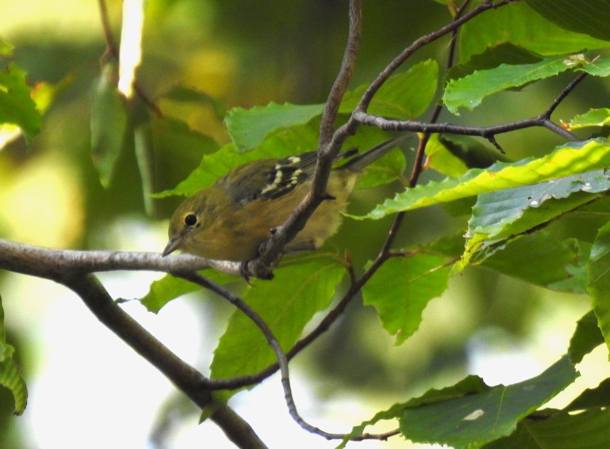 Bay-breasted Warbler - ML606530621
