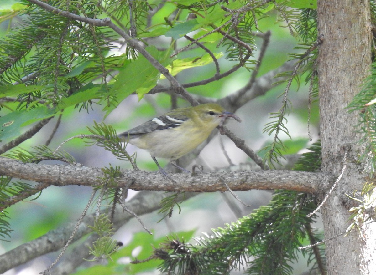 Bay-breasted Warbler - ML606530651