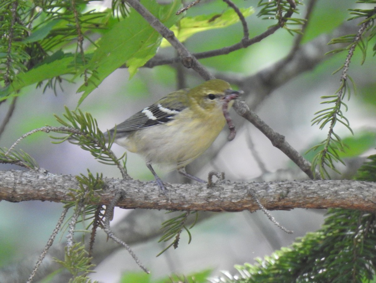 Bay-breasted Warbler - ML606530661