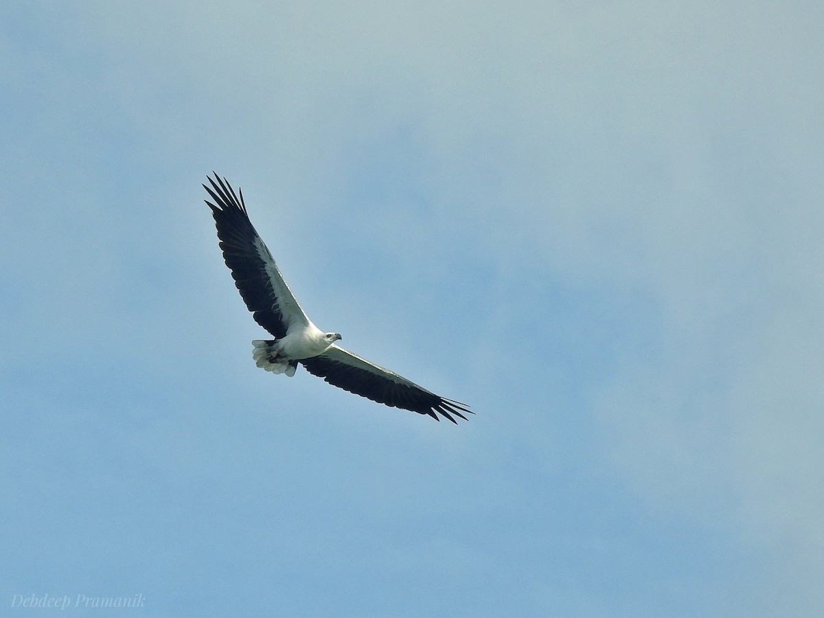 White-bellied Sea-Eagle - Debdeep Pramanik