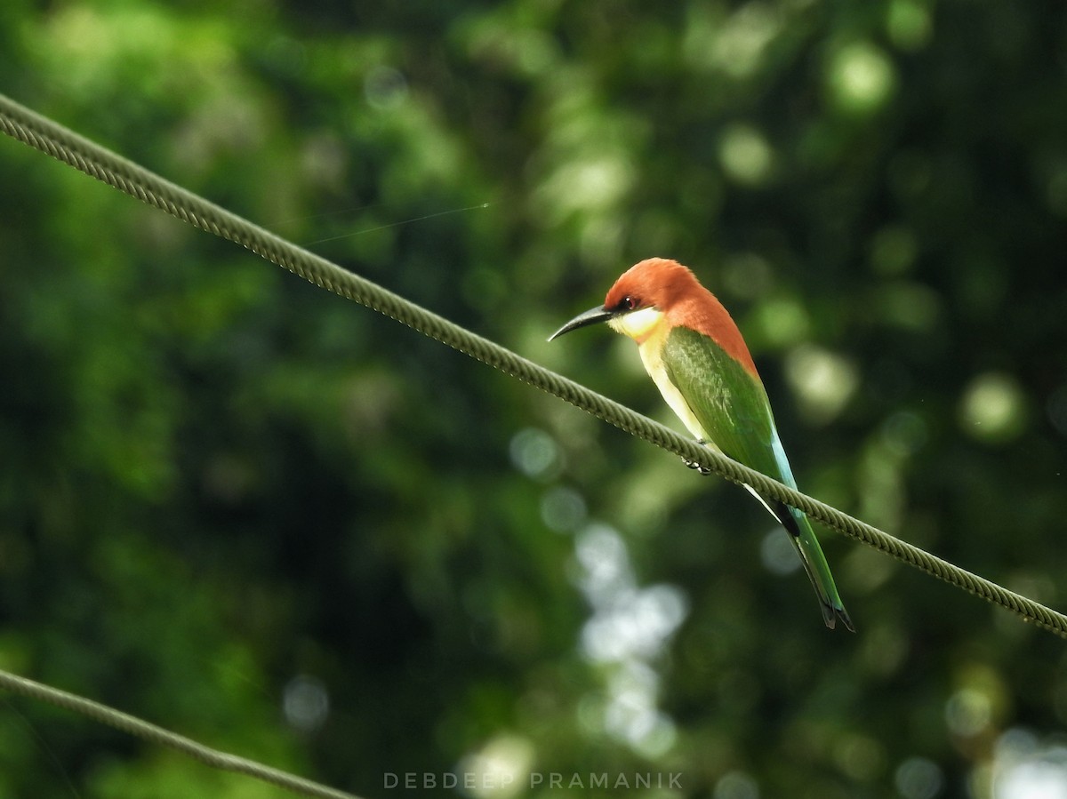 Chestnut-headed Bee-eater - Debdeep Pramanik