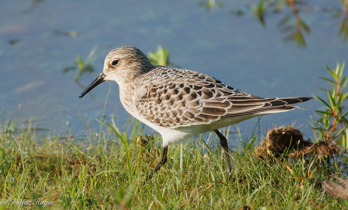 Baird's Sandpiper - ML606531681