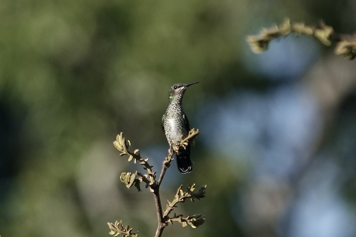 White-necked Jacobin - ML606531871