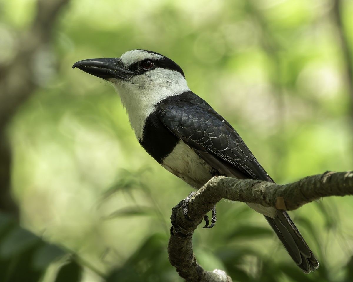 White-necked Puffbird - ML606531951