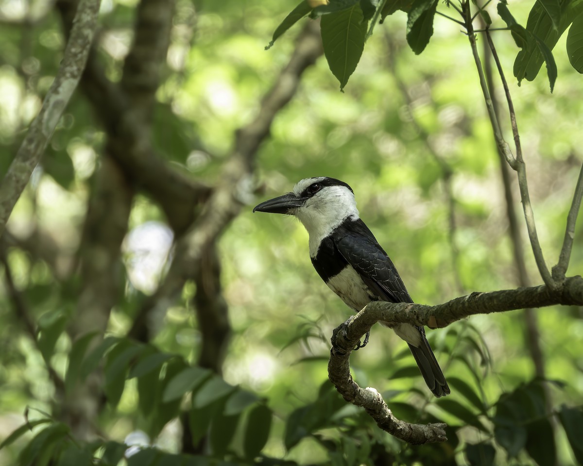 White-necked Puffbird - ML606531961